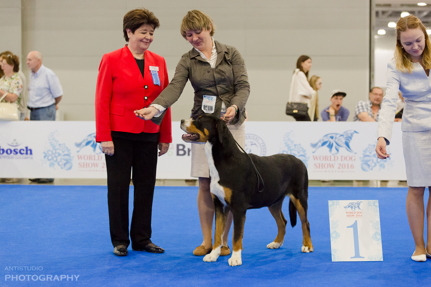 Jetta from CANIS STAR 1st place excellent JCAC Junior World Champion-2016, BOB Junior